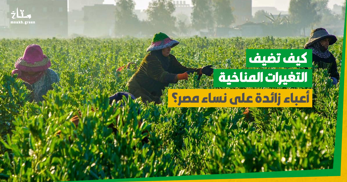 Credit: Chrouq Ghonim سيدات تعمل في الزراعة في مصر