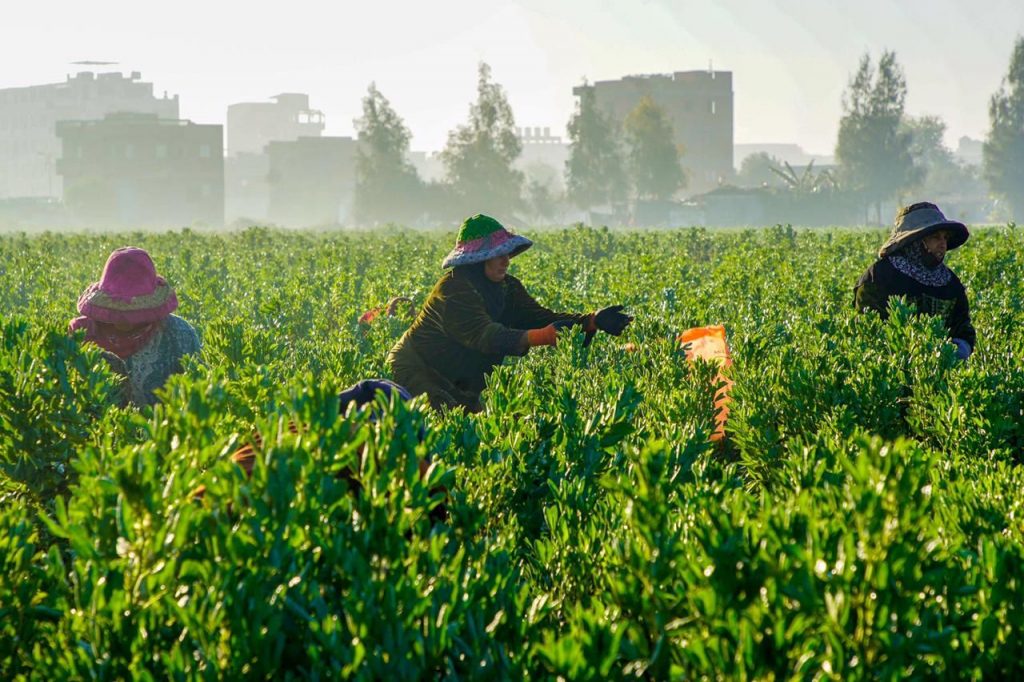 Credit: Chrouq Ghonim عاملات الزراعة في مصر يجمعن المحاصيل في الصباح الباكر