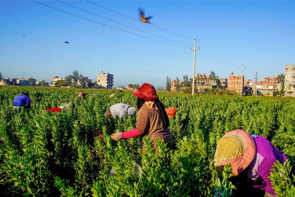 Credit: Chrouq Ghonim سيدات تجمع المحاصيل الزراعية في مصر